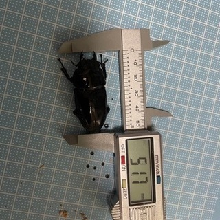 オオクワガタ成虫ペア　能勢YG血統②の画像