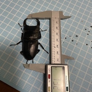 オオクワガタ成虫ペア　能勢YG血統②