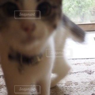 🔴猫じゃらし🔴鬼滅の刃禰󠄀豆子