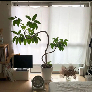 【観葉植物】ツピダンサス　(沖縄県/手渡し希望！)
