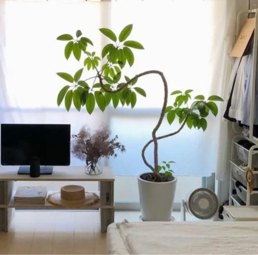 【観葉植物】ツピダンサス　(沖縄県/手渡し希望！)