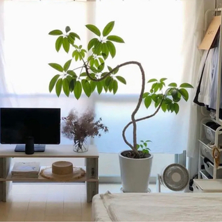 【観葉植物】ツピダンサス　(沖縄県/手渡し希望！)の画像