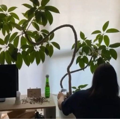 【観葉植物】ツピダンサス　(沖縄県/手渡し希望！)