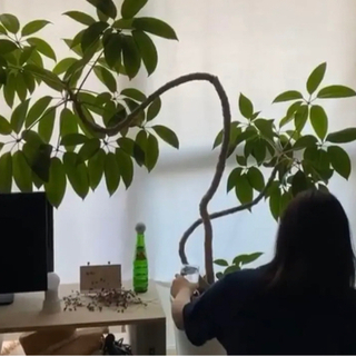 【観葉植物】ツピダンサス　(沖縄県/手渡し希望！)の画像