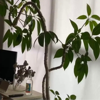 【観葉植物】ツピダンサス　(沖縄県/手渡し希望！)の画像
