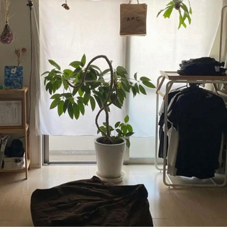【観葉植物】ツピダンサス　(沖縄県/手渡し希望！)の画像
