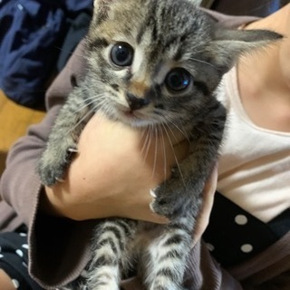 キジ　子猫　オス