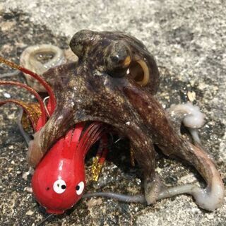タコ釣りｸﾞｯｽﾞ