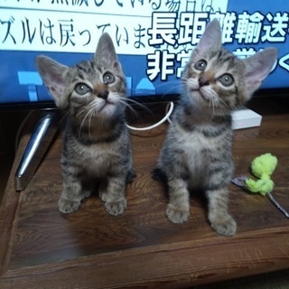 【受付終了】キジトラの子猫2匹
