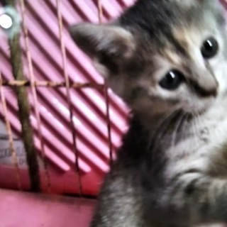 保護した子猫(オス)です。お引取りいただきました。 - 里親募集