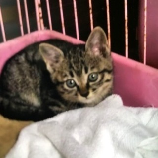 保護した子猫(オス)です。お引取りいただきました。 − 京都府