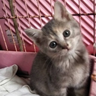 保護した子猫(オス)です。お引取りいただきました。 - 京都市