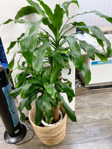 観葉植物　150cmくらい