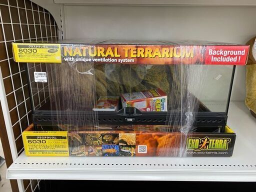 グラステラリウム　 6030　MEDIUM LOW