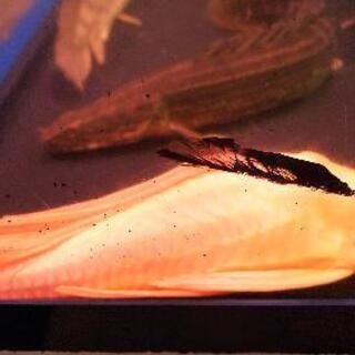 ｱﾙﾋﾞﾉｾﾙﾌｨﾝﾌﾟﾚｺ熱帯魚 約27㌢ ﾛﾝｸﾞﾌｨﾝ