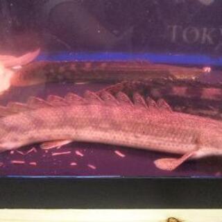 熱帯魚ｺﾝｷﾞｸｽ ﾜｲﾙﾄﾞ36㌢ ﾎﾟﾘﾌﾟ