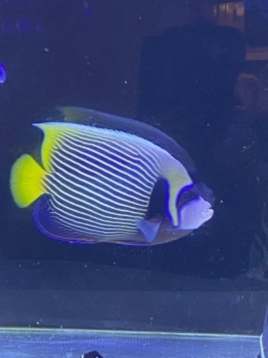 海水魚生体一式