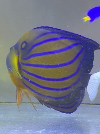 海水魚生体一式