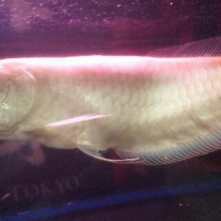 熱帯魚ｱﾙﾋﾞﾉｼﾙﾊﾞｰｱﾛﾜﾅ ｳﾙﾄﾗｼｮｰﾄ ｱﾛﾜﾅ