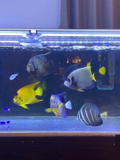 海水魚水槽セット