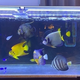 海水魚水槽セット