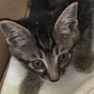 生後1ヶ月　仔猫の兄弟２匹