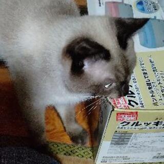 1歳のオスの里親募集です。