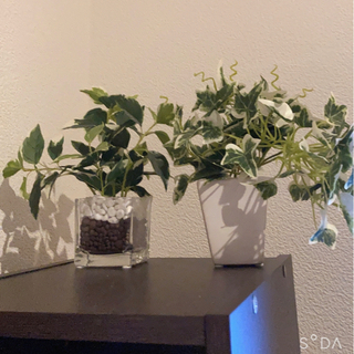 フェイクの観葉植物《取引中》