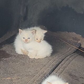 可愛い白茶トラ - 猫