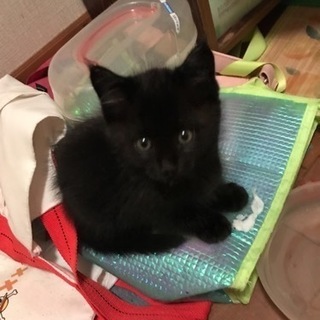 甘えん坊の子猫里親募集