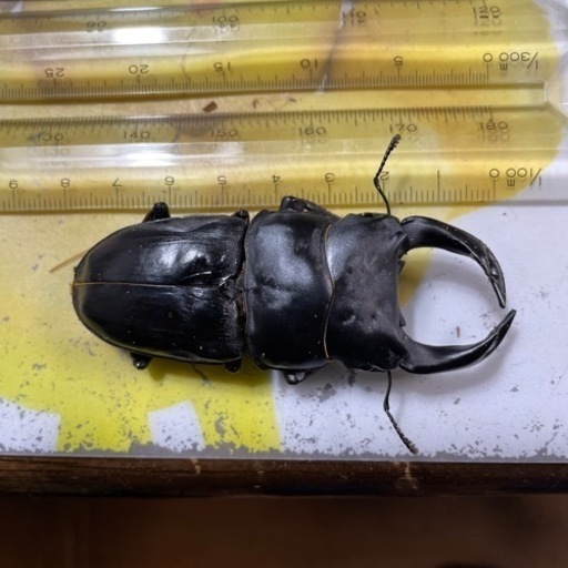 売ります。オオクワガタYG血糖