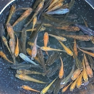 【Happyメダカ】変わりメダカミックス1匹50円〜