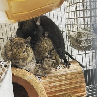 デグーの親子　里親募集