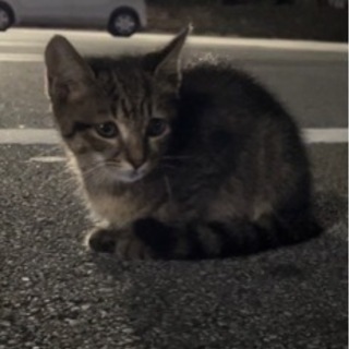 家族に迎えてくださる方が現れました⭐️ - 猫