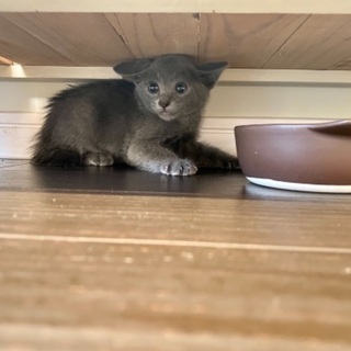 10月17日に拾いました - 猫