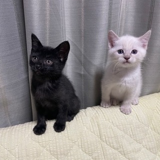 黒猫白猫2匹一緒にお願いします