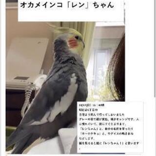 オカメインコ探しています