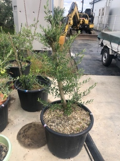 オリーブ（20号）