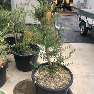 オリーブ（20号）