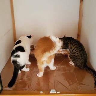 ＜栃木市＞保護猫お世話ボランティア・猫用品の募集 - 栃木市