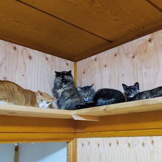 ＜栃木市＞保護猫お世話ボランティア・猫用品の募集の画像