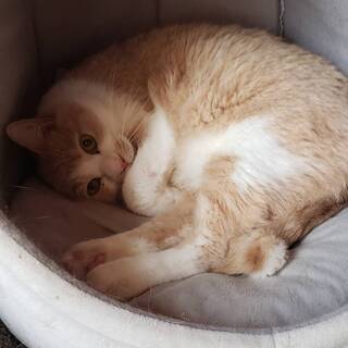 ＜栃木市＞保護猫お世話ボランティア・猫用品の募集 − 栃木県