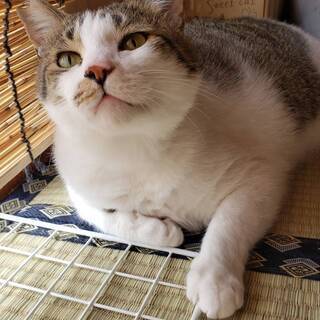 ＜栃木市＞保護猫お世話ボランティア・猫用品の募集 - 手伝って/助けて
