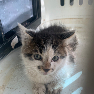 生後1ヶ月ほどの仔猫の里親さま募集の画像