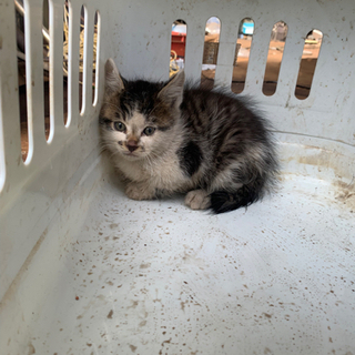 生後1ヶ月ほどの仔猫の里親さま募集 - 茨木市