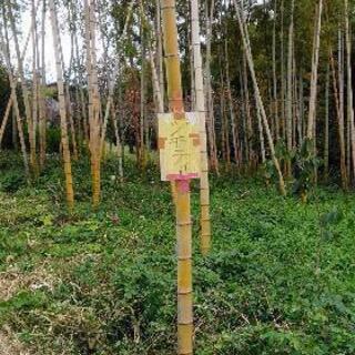 伐採済も数本有ります。竹です。　竹炭、竹馬、物干し竿等にご利用いかがですか。の画像