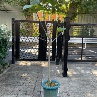 観葉植物12番　フィカス・ウンベラータ　高さ150センチ