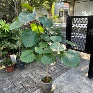 【受渡者決定】観葉植物13番　フィカス・ウンベラータ　高さ130センチの画像