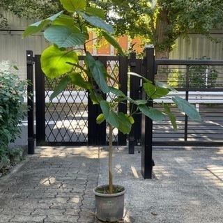 【受渡者決定】観葉植物13番　フィカス・ウンベラータ　高さ130センチ