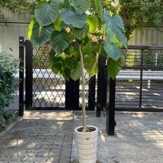 【受渡者決定】観葉植物14番　フィカス・ウンベラータ　高さ160センチ